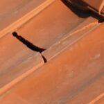 Tuile cassée sur une toiture, pouvant provoquer une infiltration d’eau. Dégâts de tempête sur toiture avec tuiles arrachées.